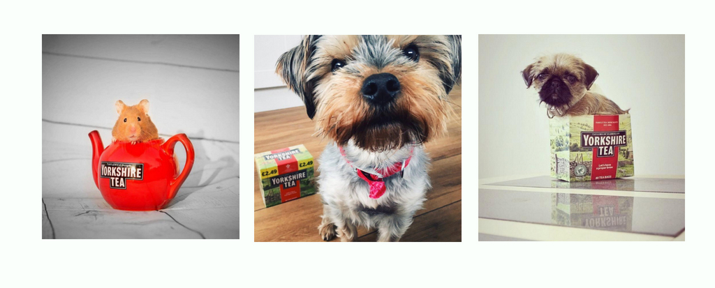 Yorkshire Tea Instagram posts featuring a teapot, a puppy and a tea box